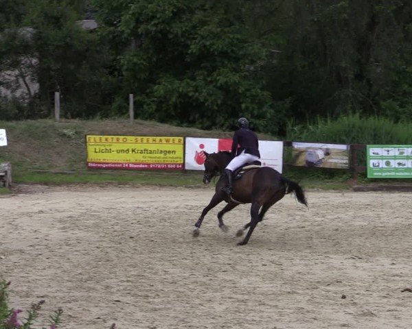Reitturnier Schönfeld 2024