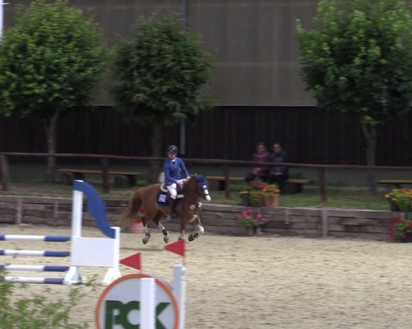 Reitturnier Schönfeld 2024