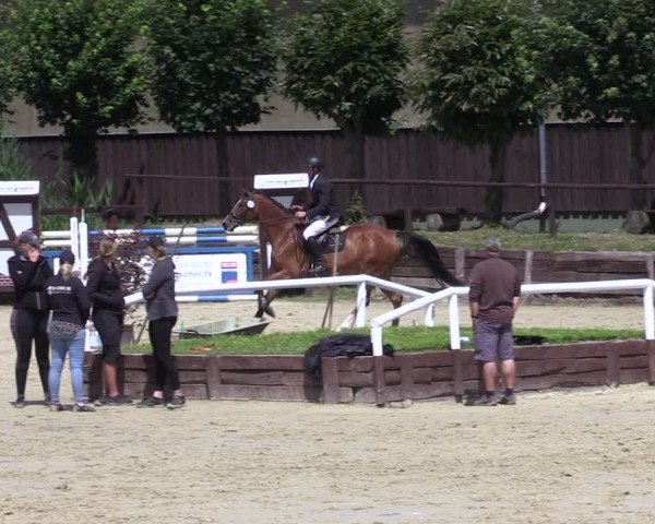 Reitturnier Schönfeld 2024