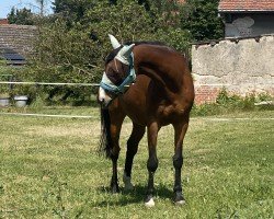 jumper Carlchen 51 (Westphalian, 2005, from Cayetano L)