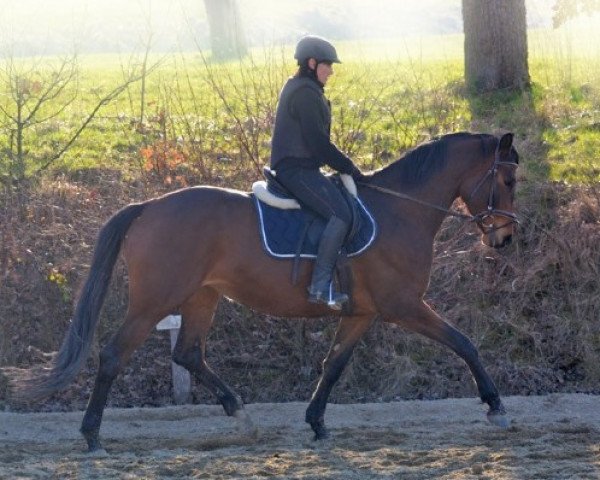 horse Ginger (Trakehner, 2012, from Kasimir TSF)