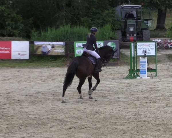 Reitturnier Schönfeld 2024