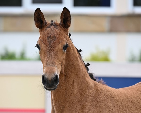 Pferd Glamour Girl (Deutsches Sportpferd, 2024, von Glamdale WP NRW)