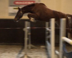 jumper Balou du Chin (Westphalian, 2017, from Balou du Rouet)