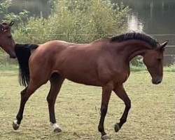 broodmare Pippa van de Vogelzang (Belgian Warmblood, 2015, from Toulon)