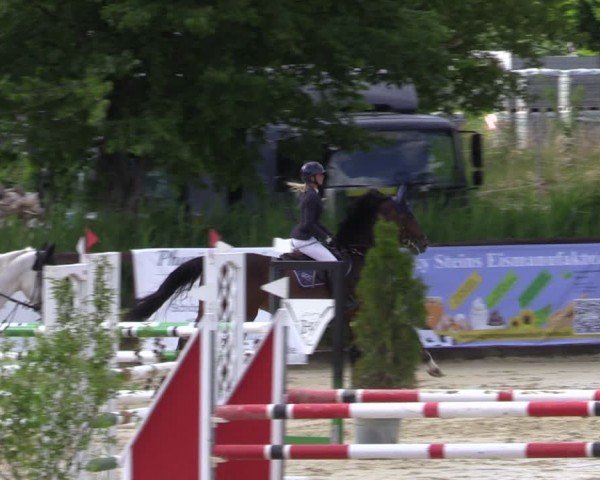 Reitturnier Schönfeld 2024