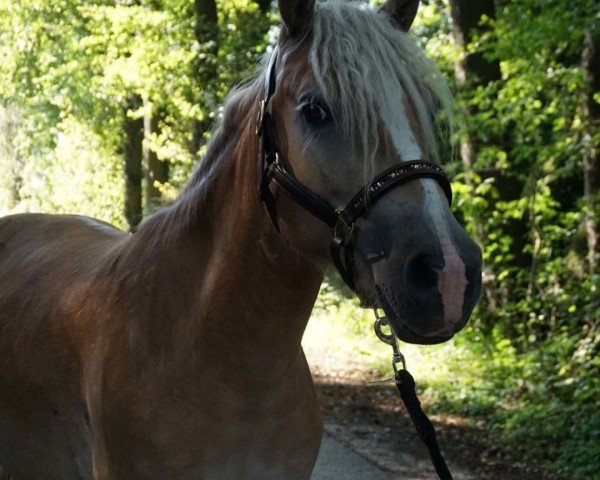 horse Maddox (Haflinger, 2021, from Mulan)