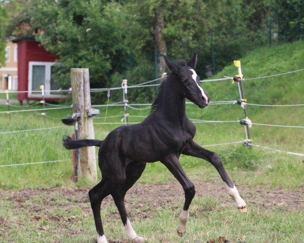 horse Sir Siggi LB (Austrian Warmblood, 2024, from Sir Bedo)