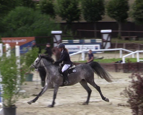 Reitturnier Schönfeld 2024