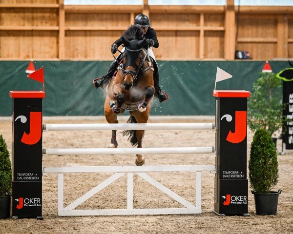 jumper Lukan L CH (Swiss Warmblood, 2015, from Kannan)