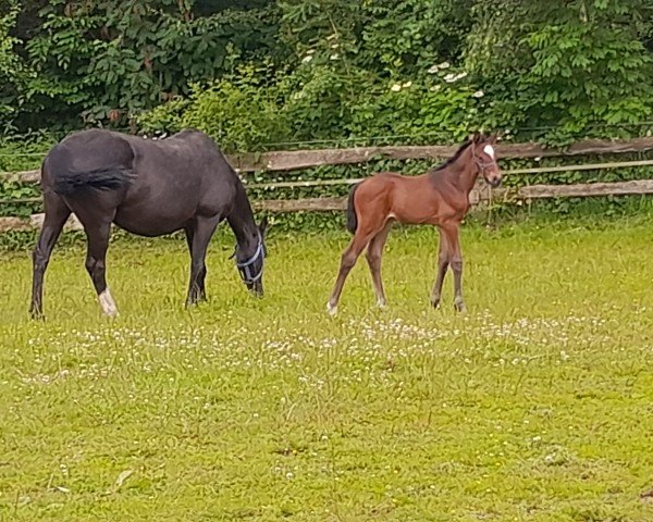 broodmare C-Enja (Holsteiner, 2010, from Nekton)