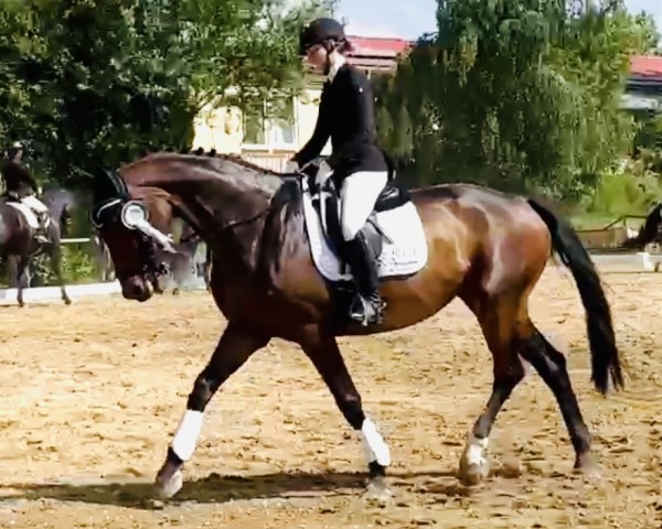 dressage horse Swarella 2 (Oldenburg, 2011, from Santino) dressage horse Swarella 2 (Oldenburg, 2011, from Santino)