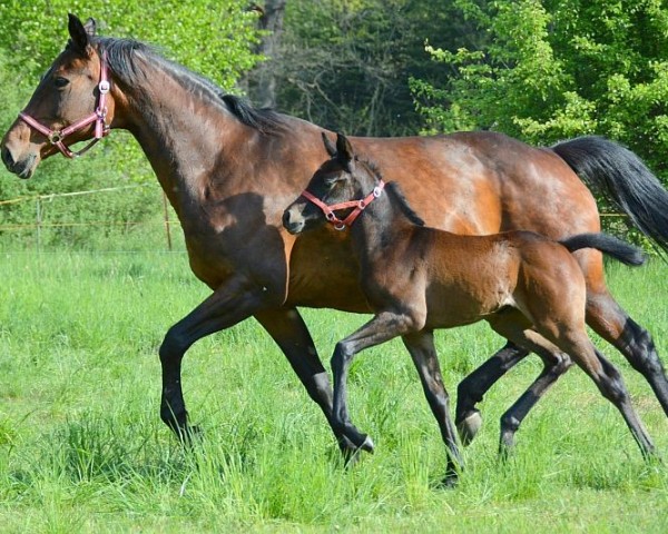Pferd Galdor (Trakehner, 2023, von Devdas ox)