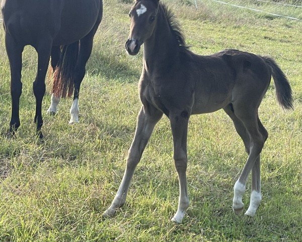 horse Black Panther PH (Westphalian, 2024, from Baloutaire PS)