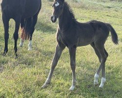 Pferd Black Panther PH (Westfale, 2024, von Baloutaire PS)