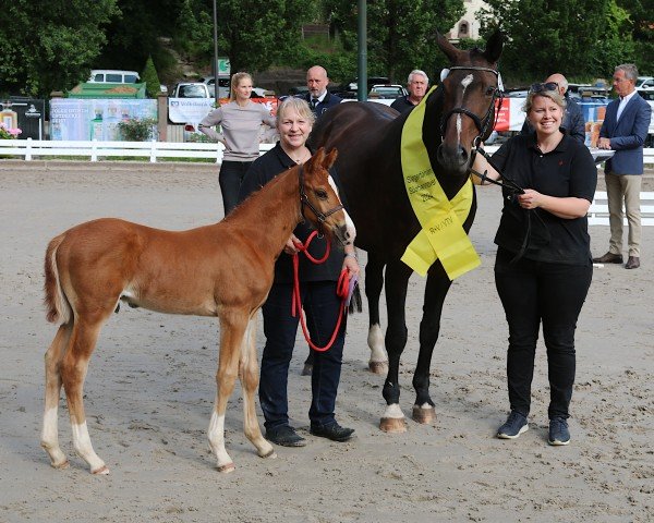 horse Evis Glücksprinz (Hanoverian, 2024, from Esmeraldo FM)