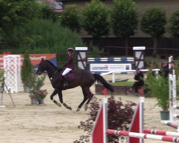 Reitturnier Schönfeld 2024