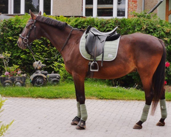 Dressurpferd Calypso 517 (Sachsen-Anhaltiner, 2002, von Chamberlain 6) Dressurpferd Calypso 517 (Sachsen-Anhaltiner, 2002, von Chamberlain 6)