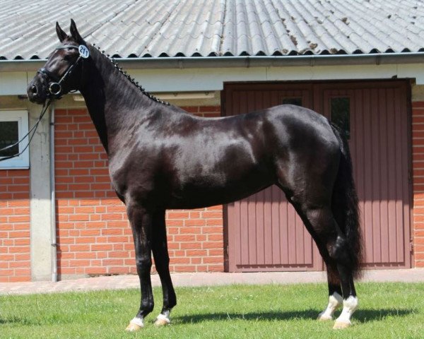 broodmare Wynessa Weissen (Oldenburg, 2010, from De Niro)