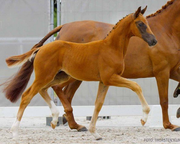 horse Barbarossa (Hanoverian, 2024, from Bon Courage 4)