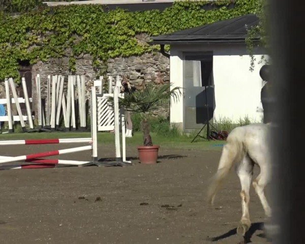 Reitturnier Ranftlhof 2024