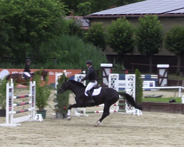 Reitturnier Schönfeld 2024