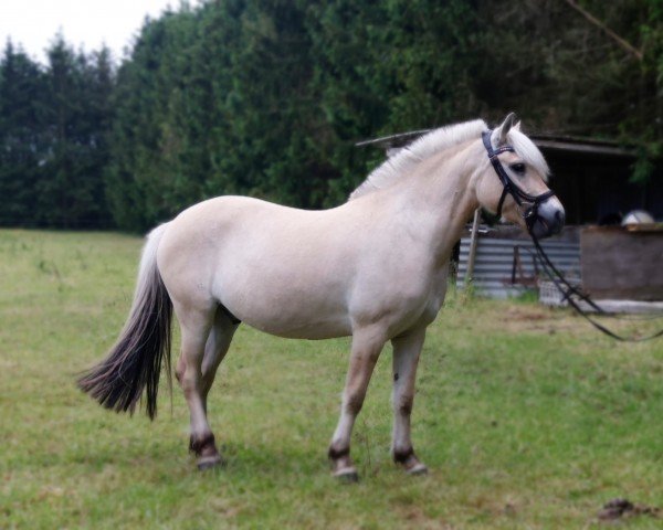 horse Langvangs Moonlight (Fjord Horse, 2021, from Mosegårdens Kejser)