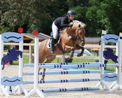 jumper Saphira 215 (Quarter Horse, 2013, from Fourwinds Loxley)