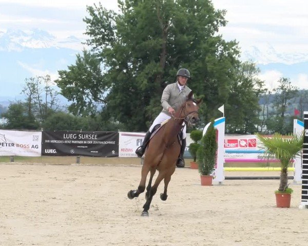 Reitturnier Hitzkirch 2024