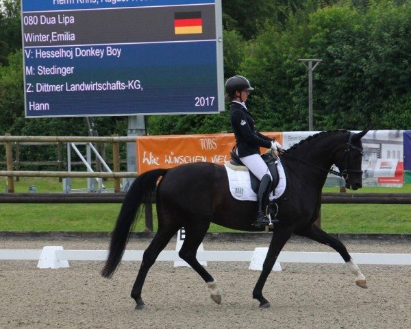 dressage horse Dua Lipa 14 (Hanoverian, 2017, from Hesselhøj Donkey Boy) dressage horse Dua Lipa 14 (Hanoverian, 2017, from Hesselhøj Donkey Boy)