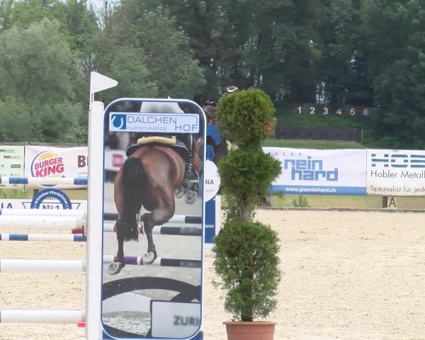 Reitturnier Hitzkirch 2024
