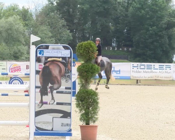 Reitturnier Hitzkirch 2024