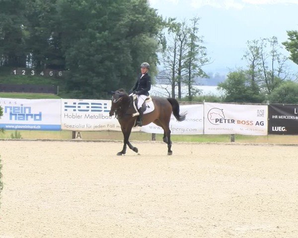 Reitturnier Hitzkirch 2024