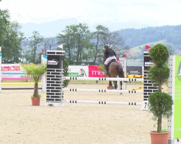 Reitturnier Hitzkirch 2024