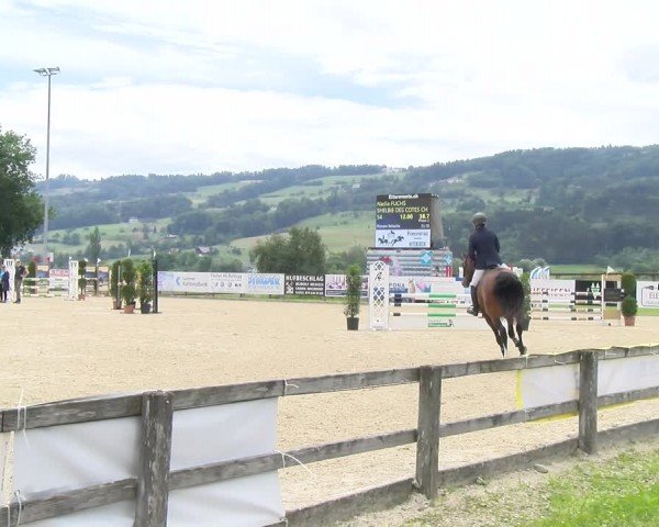 Reitturnier Hitzkirch 2024