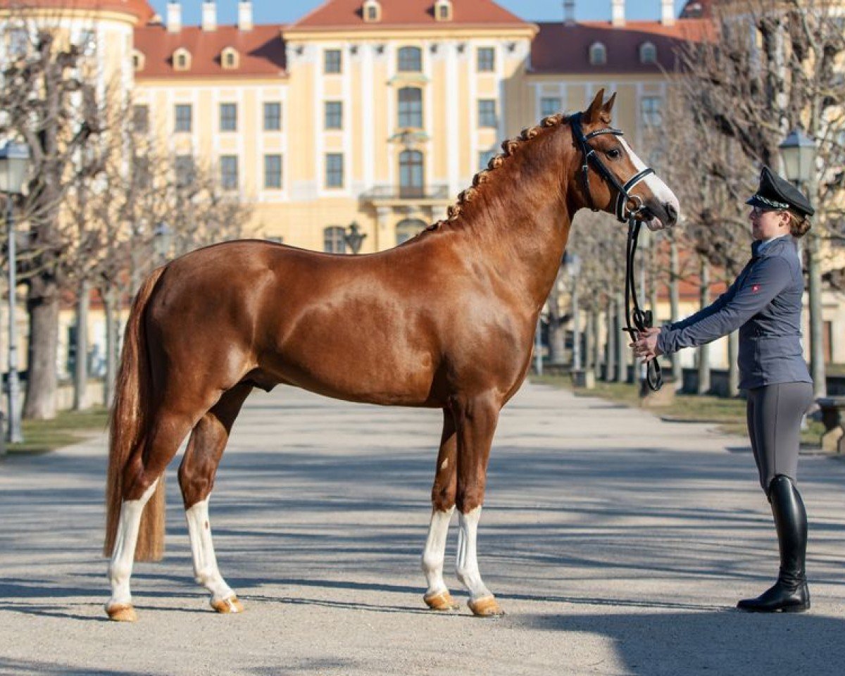 Deckhengst Der Kleine Leonardo (Deutsches Reitpony, 2018, von Dreidimensional AT NRW)