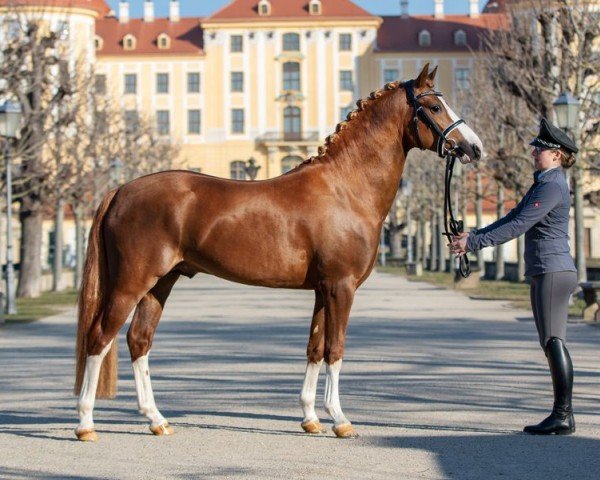 Deckhengst Der Kleine Leonardo (Deutsches Reitpony, 2018, von Dreidimensional AT NRW)