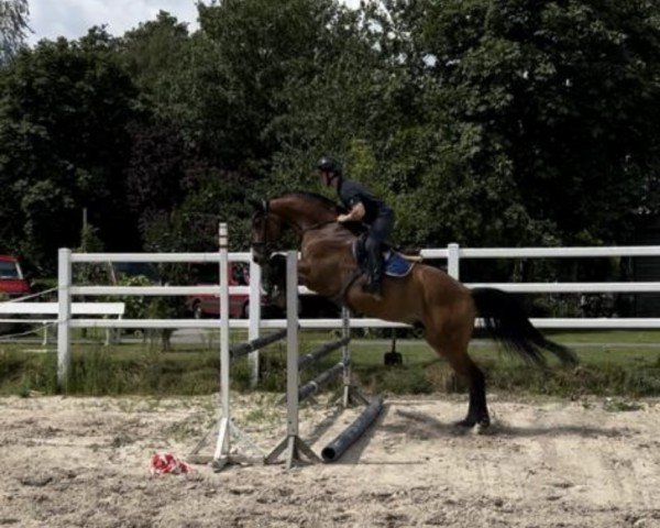 jumper Baron's boy 3 (Hanoverian, 2018, from Blue Hors Baron)