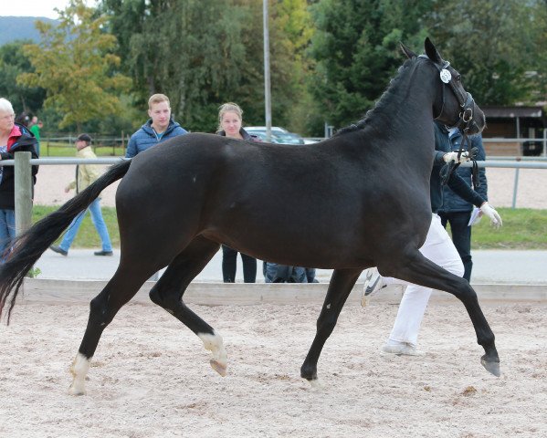 Zuchtstute Santa Fe (Württemberger, 2013, von Sandro Hit)