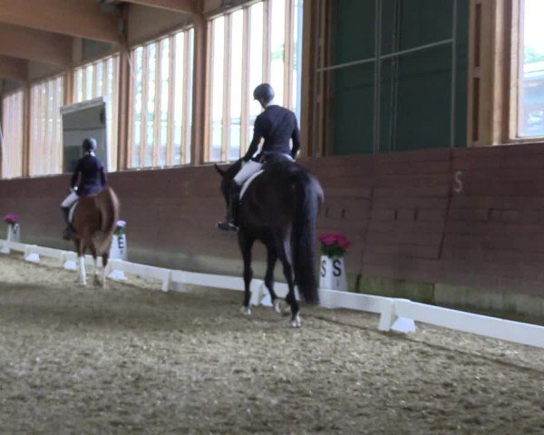Reitturnier Coesfeld/Lette 2024