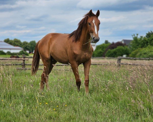 Zuchtstute Dancing Rosie (Westfale, 2023, von Dynamic Dream)