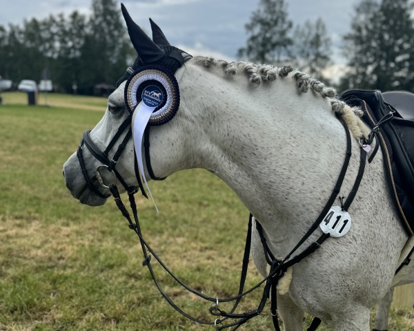 Springpferd Arabell (Knabstrupper, 2004, von Gandalf af Hallundbaek)