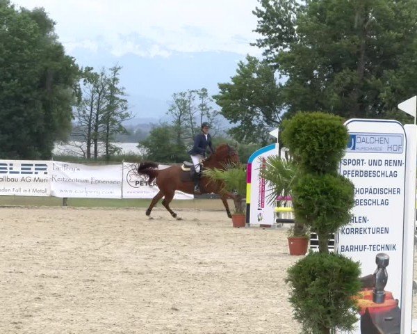 Reitturnier Hitzkirch 2024