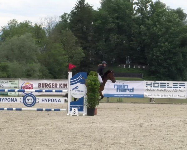 Reitturnier Hitzkirch 2024