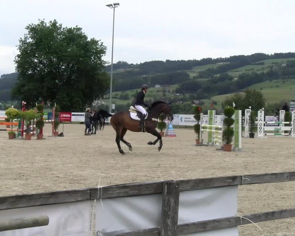Reitturnier Hitzkirch 2024