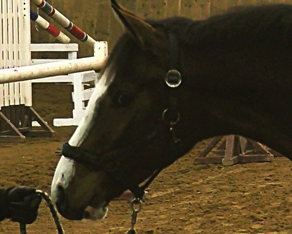 horse Champ charmeur (Holsteiner, 2013, from Chin Champ)