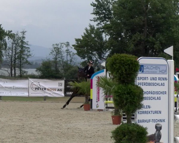 Reitturnier Hitzkirch 2024