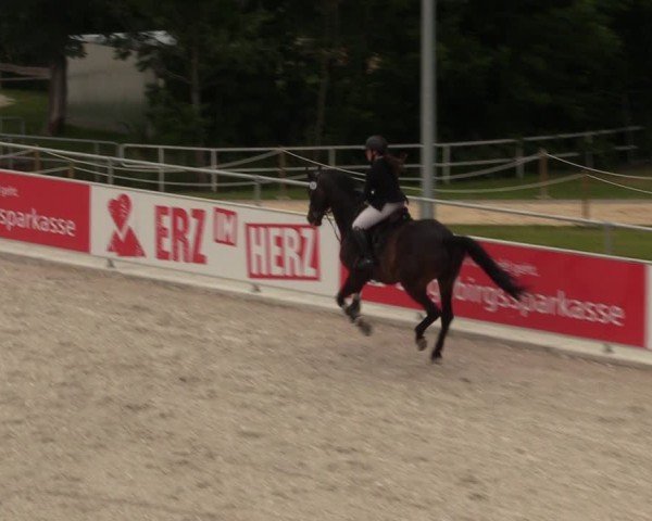 Reitturnier Dorfchemnitz 2024