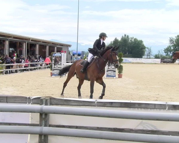 Reitturnier Hitzkirch 2024