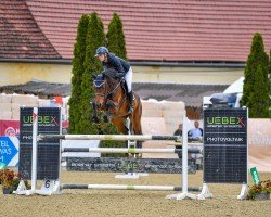 jumper CUREDA (Hanoverian, 2017, from Cornet Obolensky)